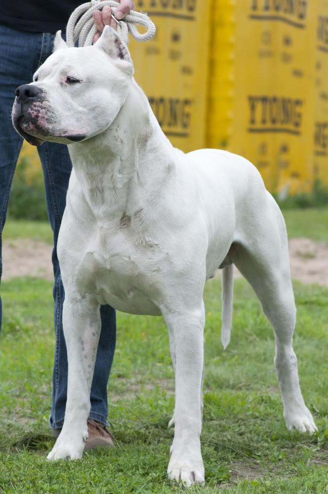 Dogo_argentino_sylwetka