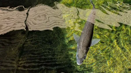 872d8af85fc279724a247c208f158583_M